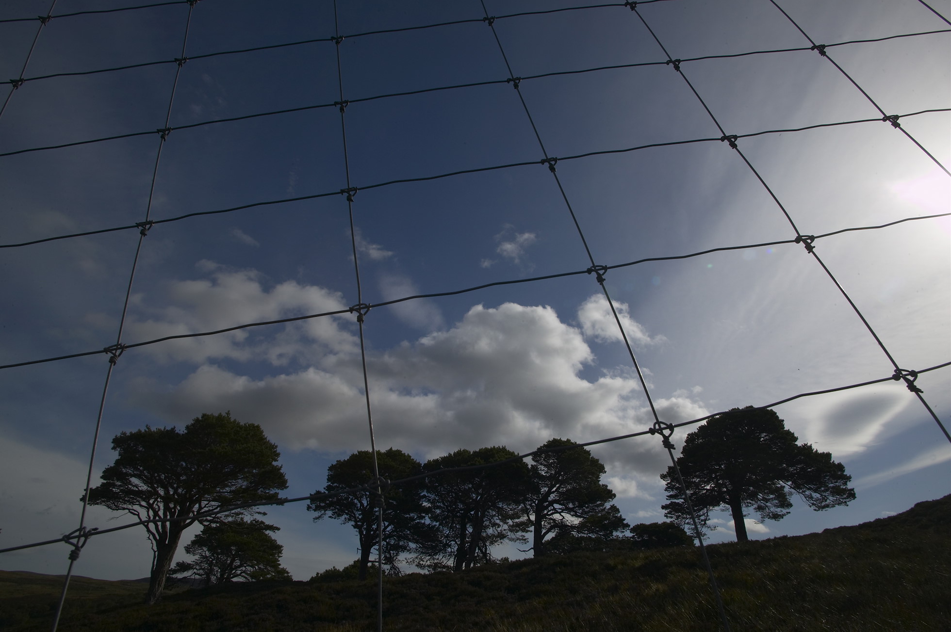 Deer fencing enclosing area of Caledonian Pine Forest designated for regeneration. Alladale Estate, Ardgay, Sutherland, Scotland.