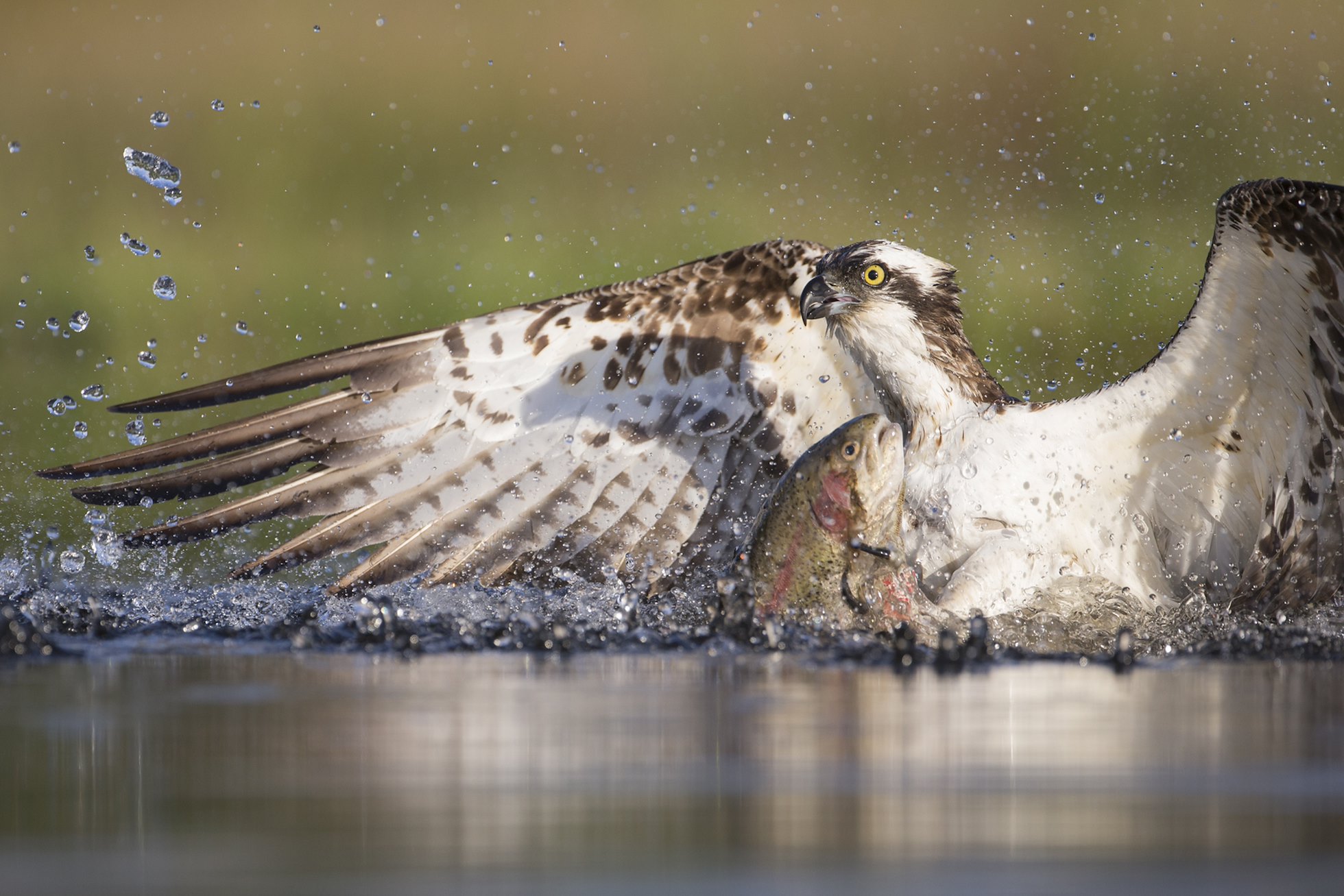 Osprey (Pandion haliaetus) fishing at dawn, Cairngorms National Park, Scotland.