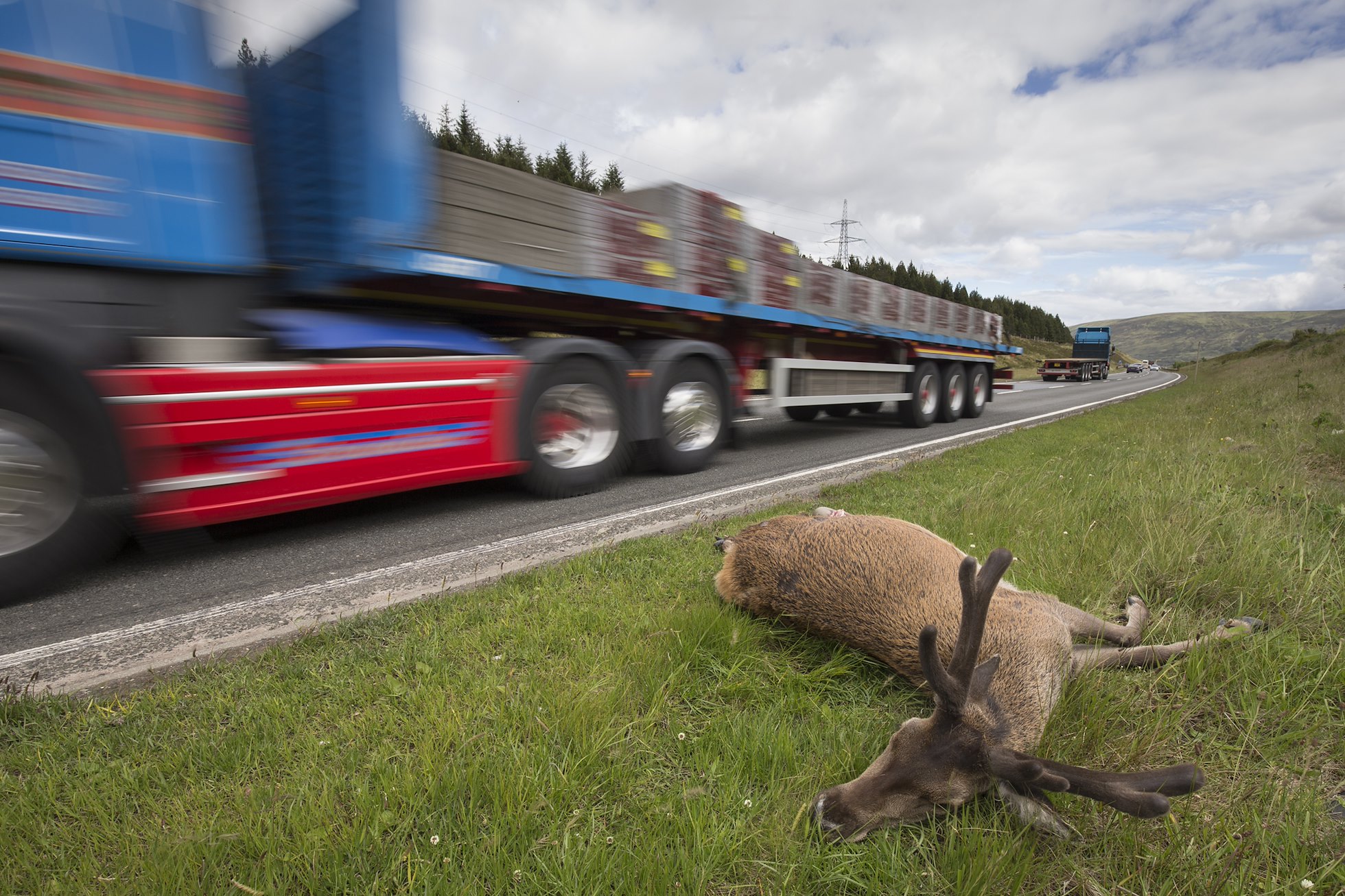 Dead red deer stag on side of A9 road, Drumochter Pass, Scotland.