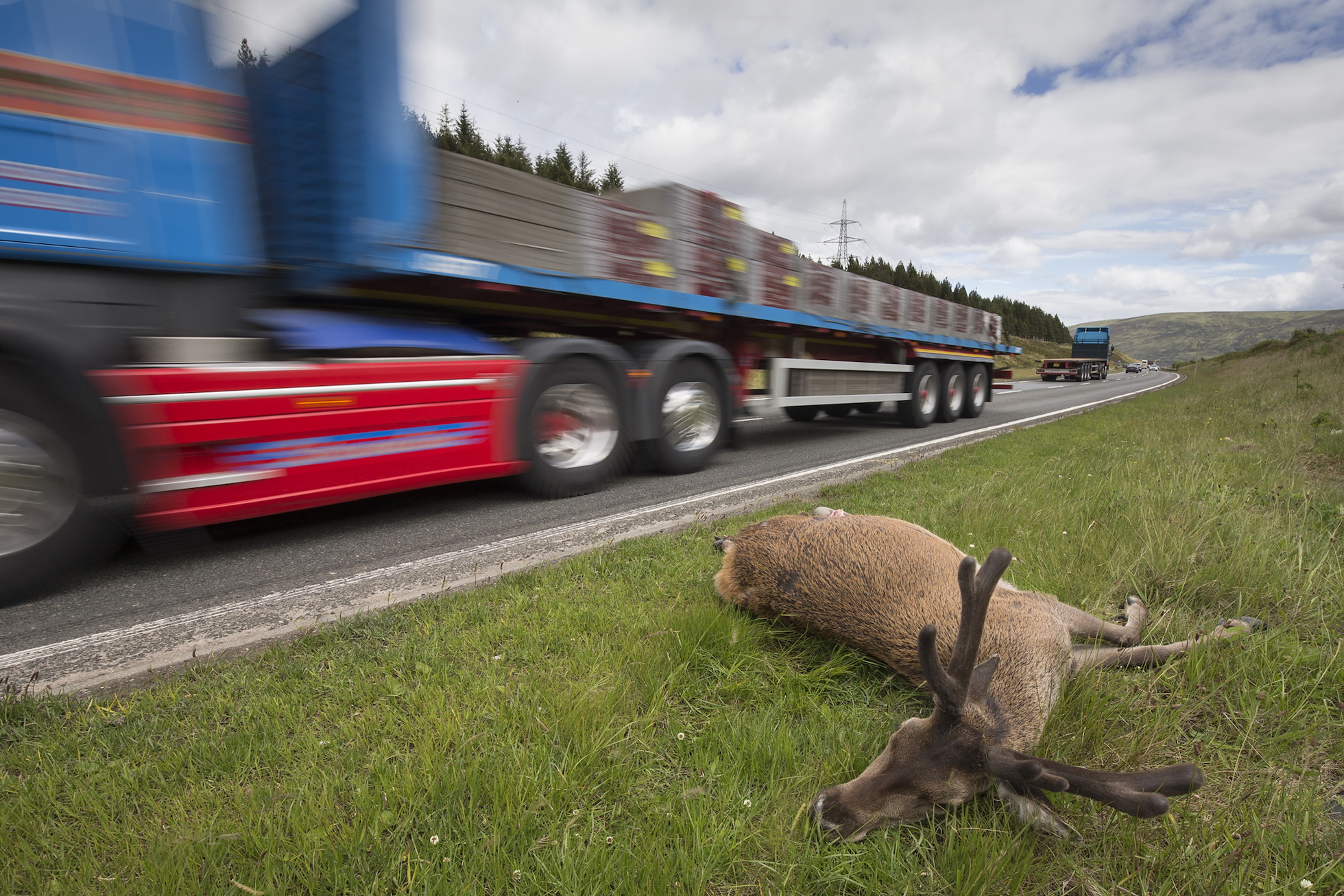 Dead red deer stag on side of A9 road, Drumochter Pass, Scotland.