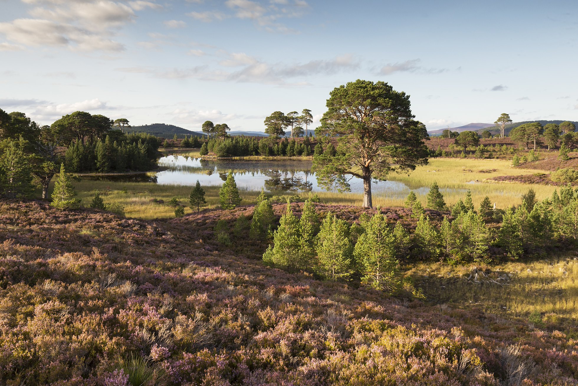 Evening light over Loch a Garbh-Choire, Abernethy Forest, Scotland.