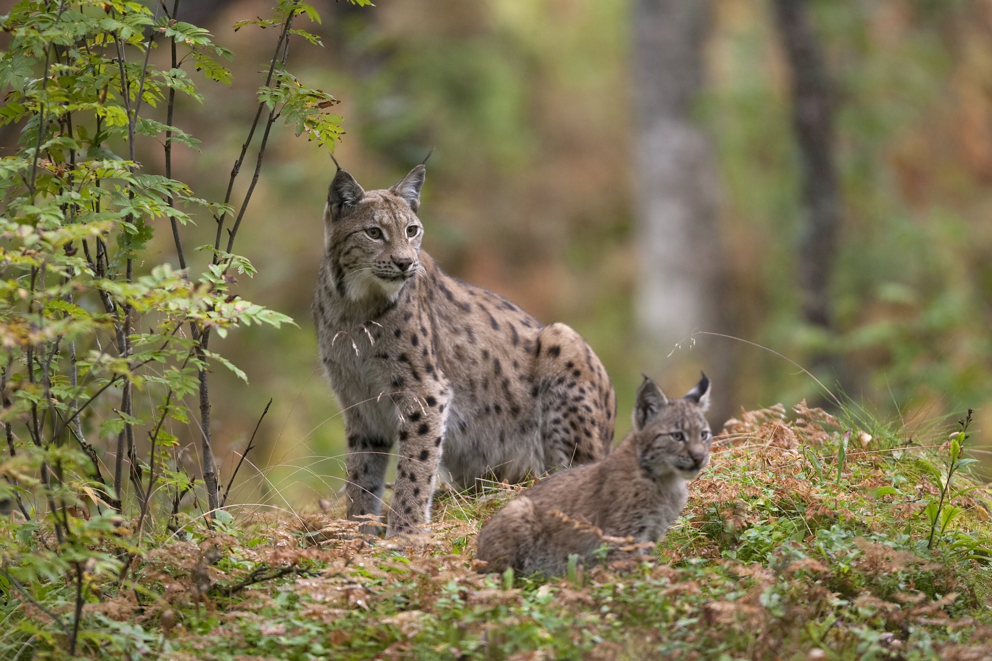 Eurasian Lynx (lynx lynx) with kitten in autumnal boreal forest, Norway (c)