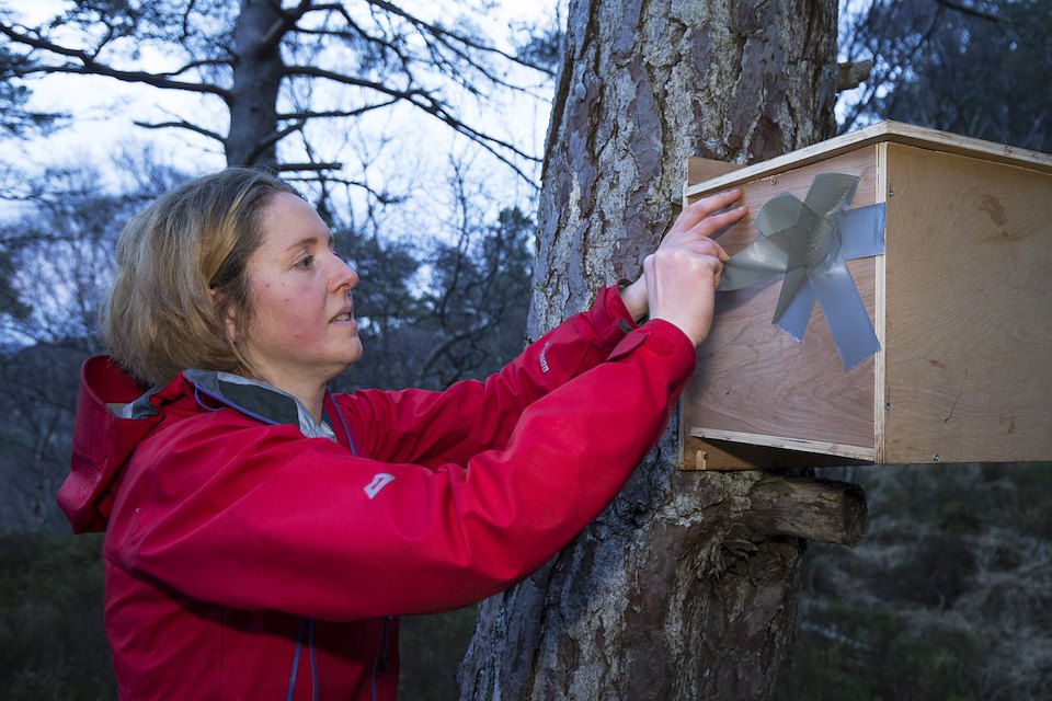 ABOVE: Becky Priestly attaches the transit box to a scots pine in the squirrel’s new woodland home.