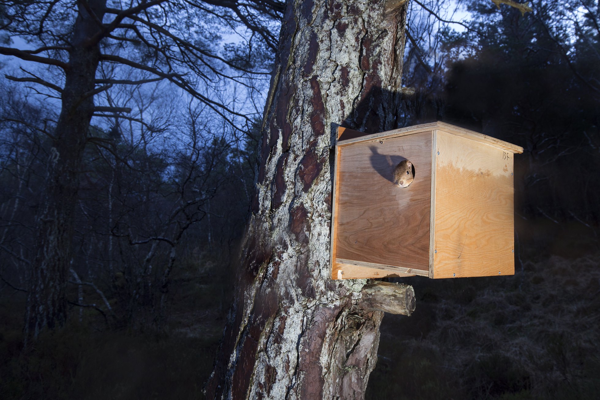 Remote camera shot of red squirrel emerging from transit box following its translocation from Moray to Plockton, Scotland.