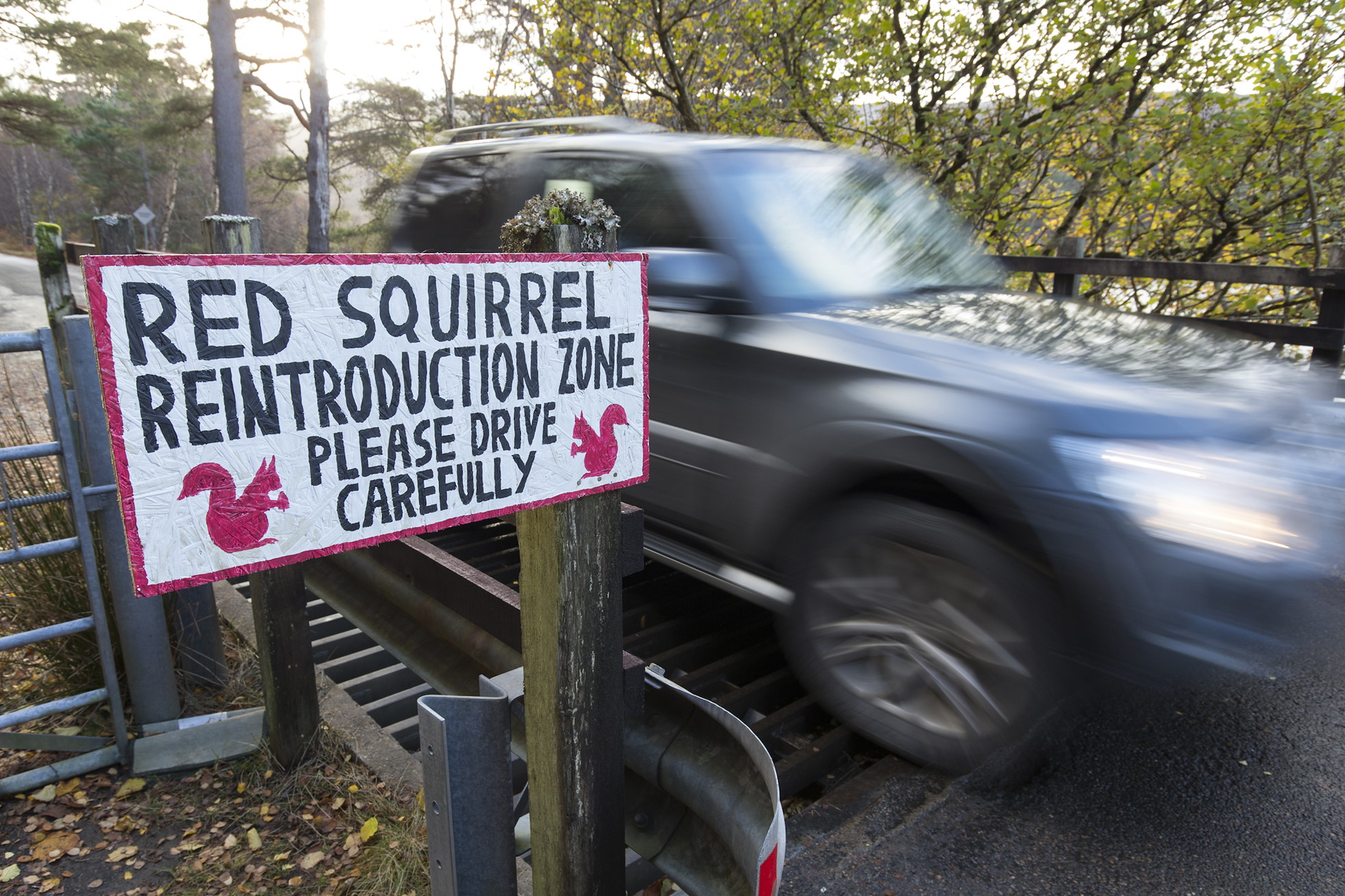 Sign erected alerting drivers to red squirrels crossing road, Shieldaig, Wester Ross, Scotland.