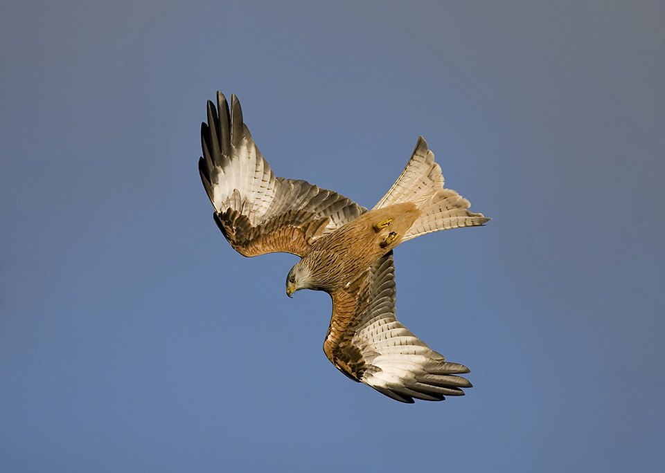 Red kite (Milvus milvus) in flight, Wales.