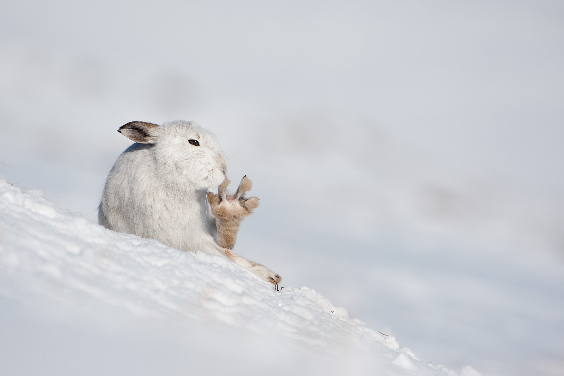 Mountain hare (Lepus timidus) in winter coat in snow, Scotland