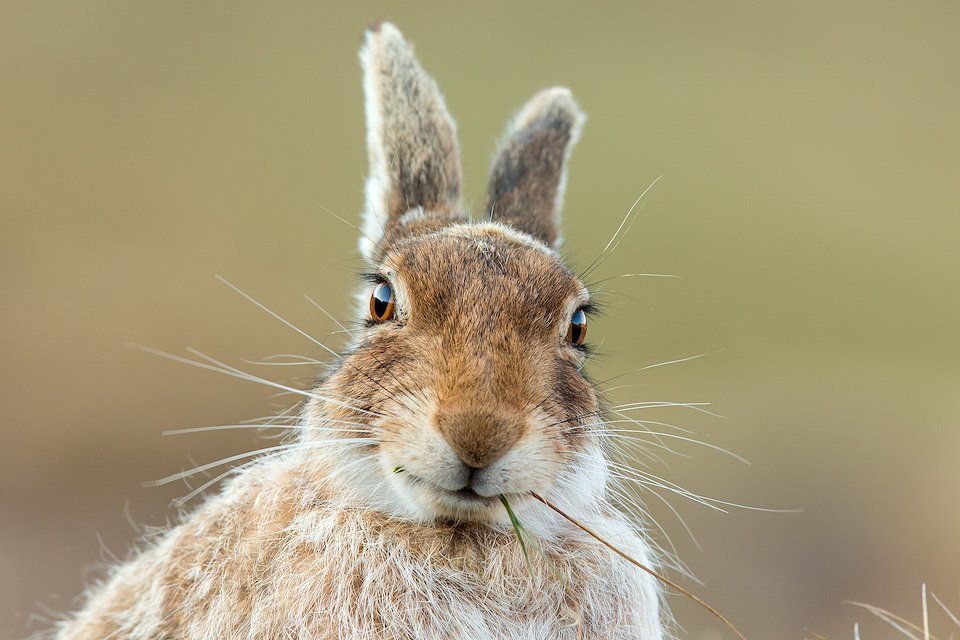 Mountain Hare (Lepus timidus) close up of adult feeding 