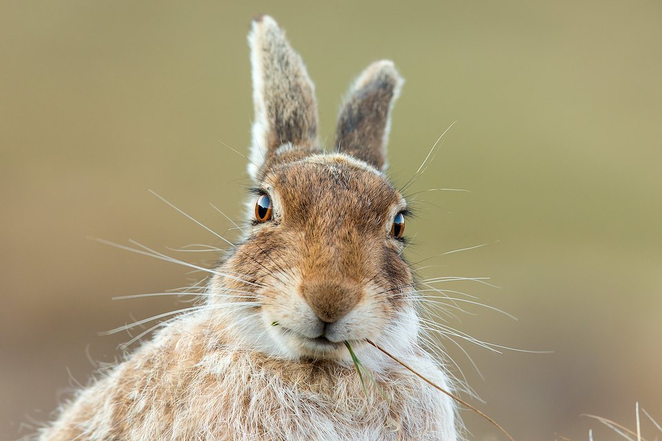 Mountain Hare (Lepus timidus) close up of adult feeding