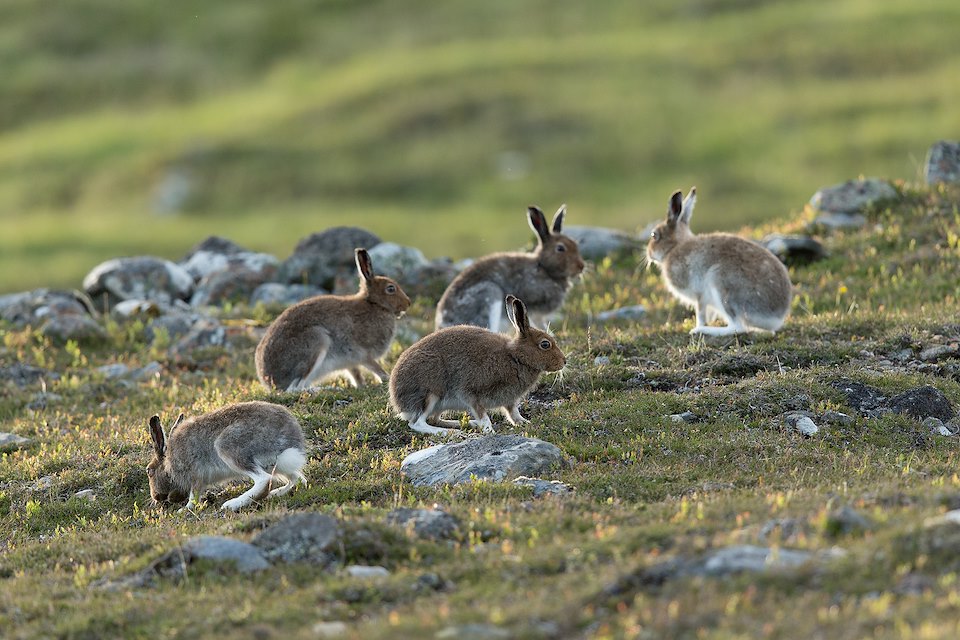 Mountain Hare (Lepus timidus) group of males gathered around a female in season