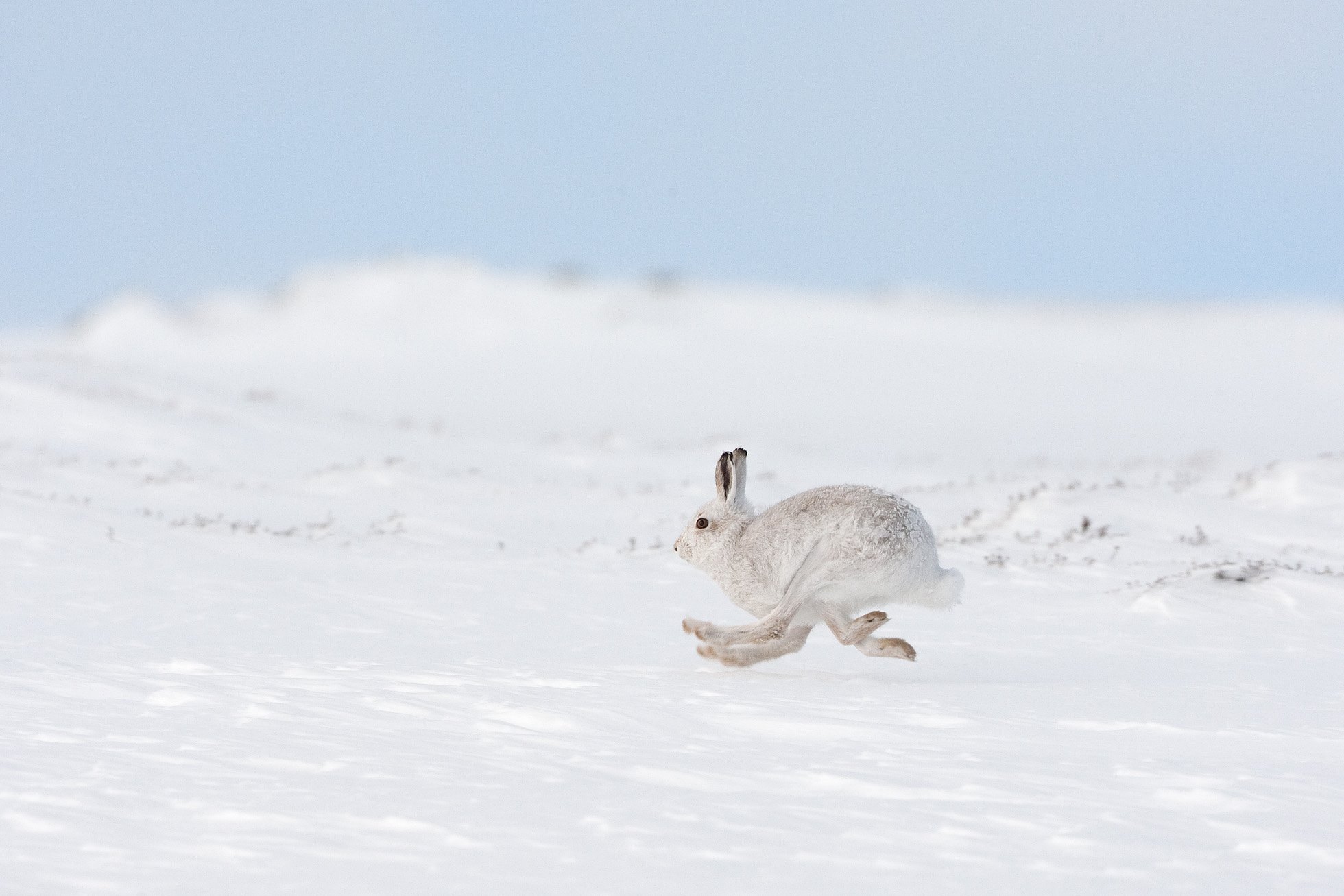 Mountain hare (Lepus timidus) in winter coat running across snow, Scotland