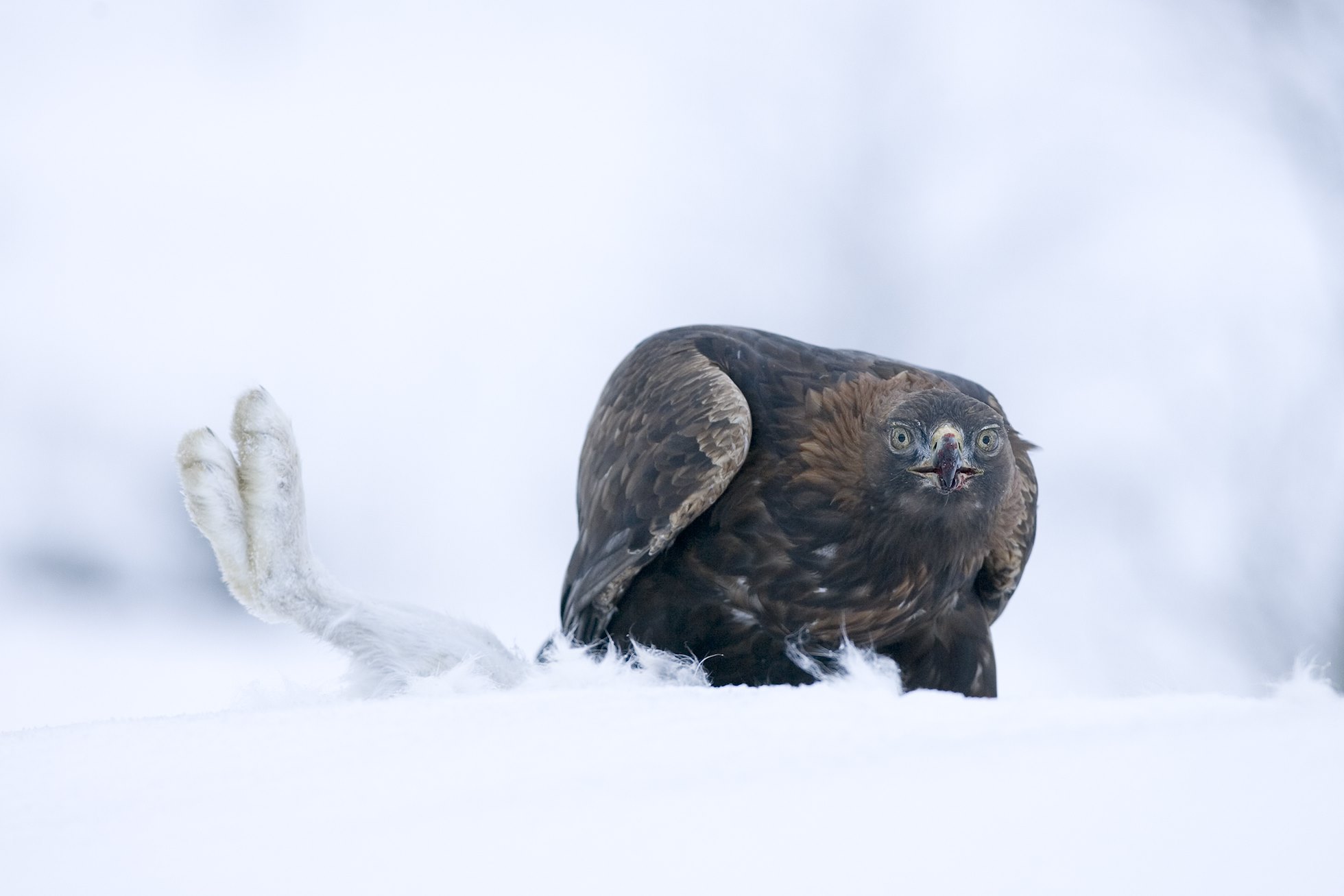 Golden eagle (Aquila chrysaetos) (c) feeding on mountain hare in winter, Scotland.