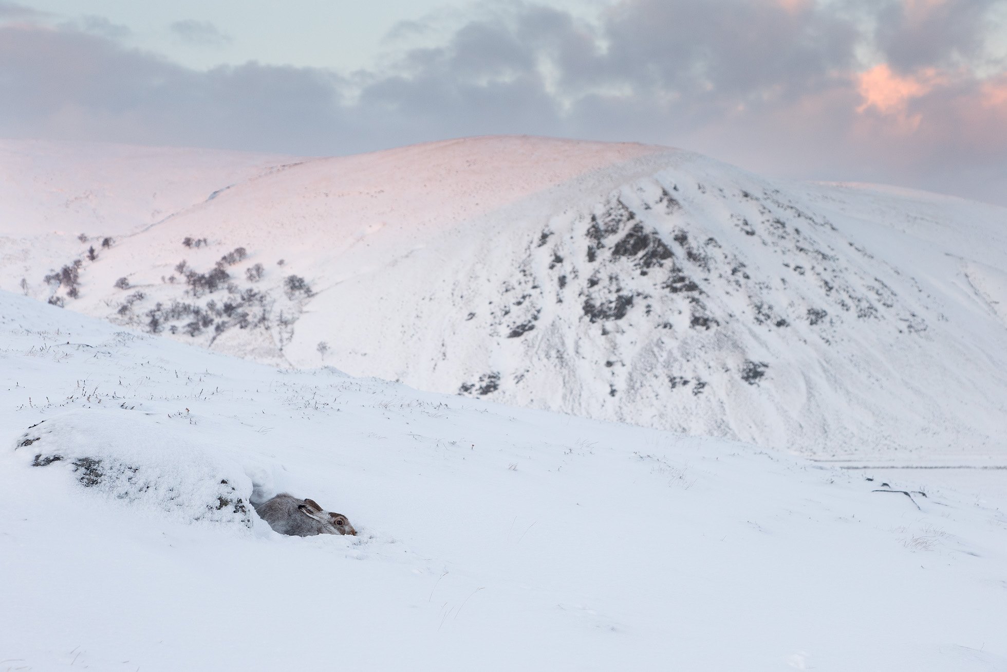 Mountain Hare (Lepus timidus) resting in snow hole in wintry upland habitat