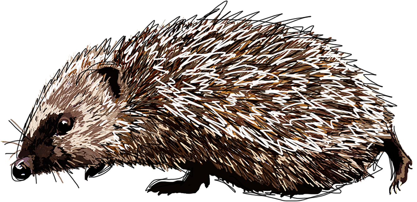 Hedgehog