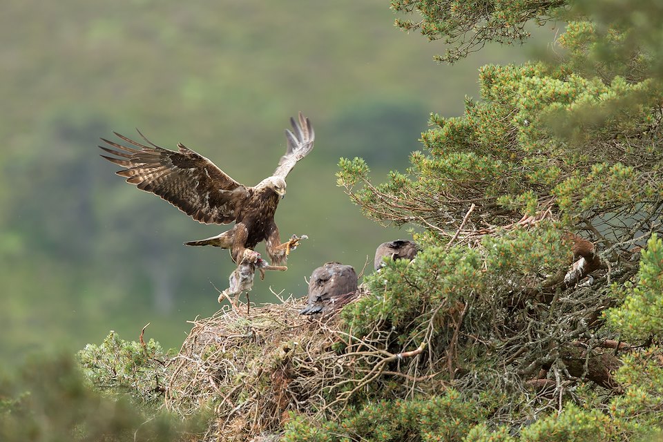 Golden eagle (Aquila chyrsaetos)  male flying into nest site with prey for chicks, Cairngorms National Park, Scotland