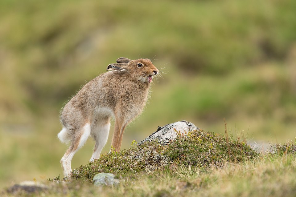 Mountain Hare (Lepus timidus) adult in spring coat stretching and yawning
