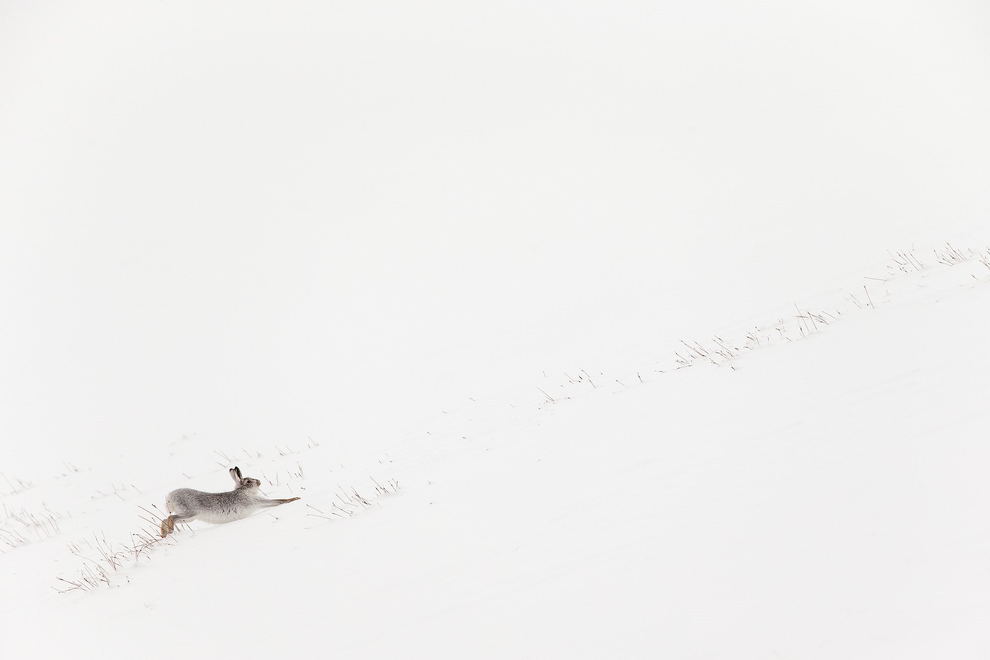 Mountain Hare (Lepus timidus) in white winter coat stretching - in snowy habitat