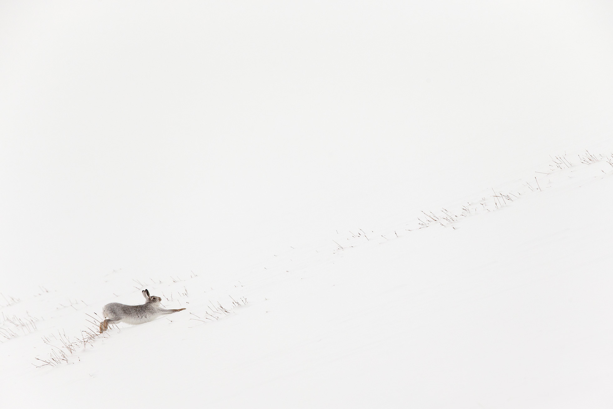 Mountain Hare (Lepus timidus) in white winter coat stretching - in snowy habitat