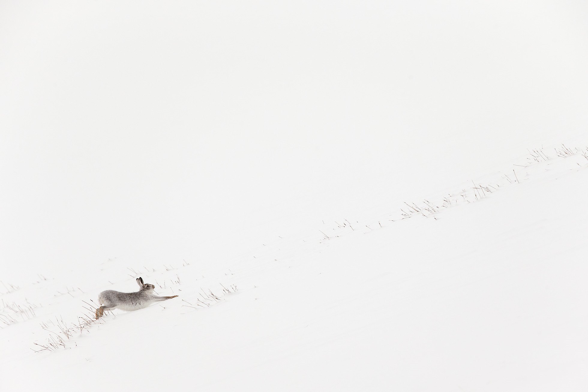 Mountain Hare (Lepus timidus) in white winter coat stretching - in snowy habitat