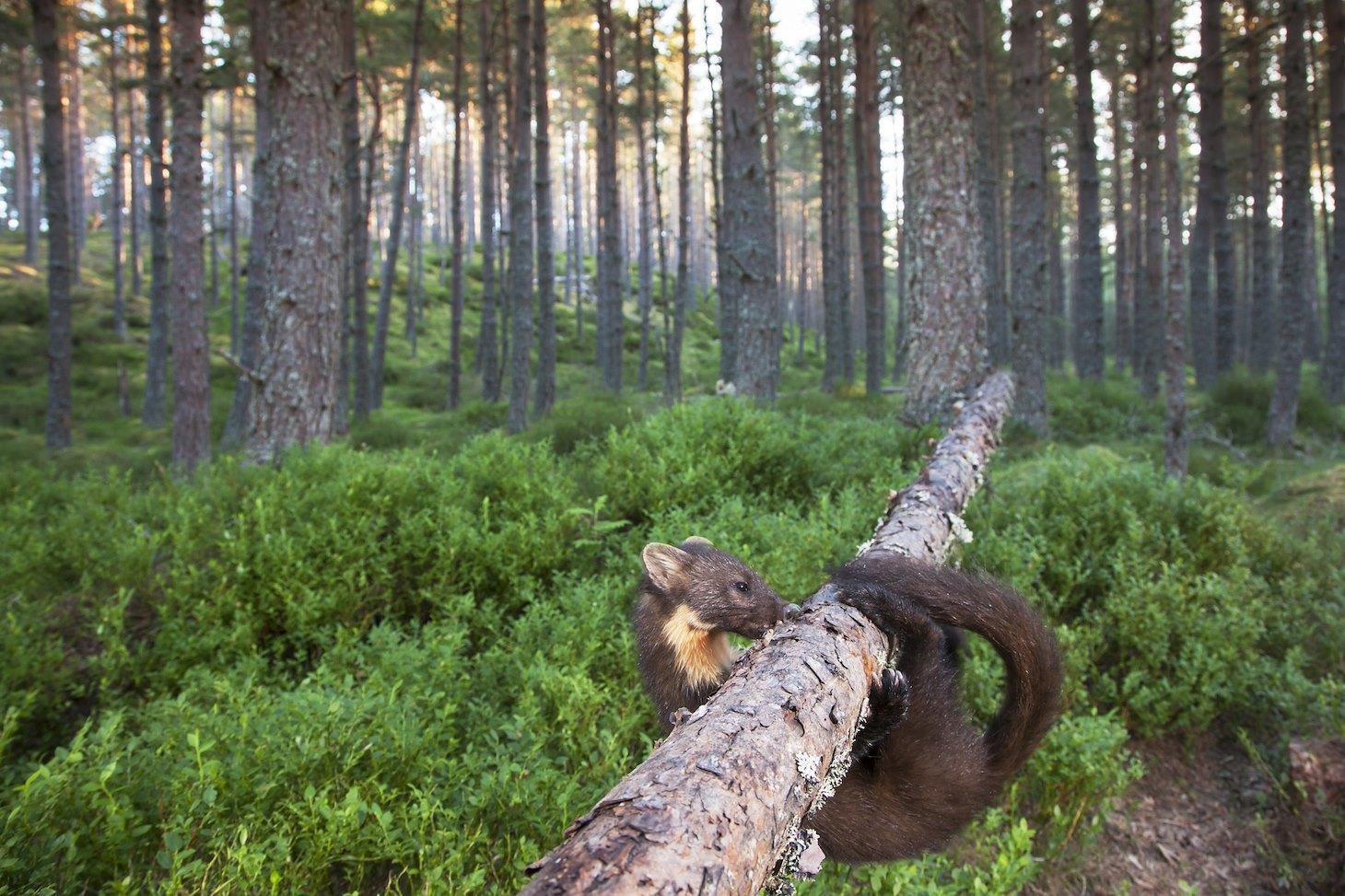 Pine marten (Martes martes) foraging in pine woodland, Glenfeshie, Scotland.