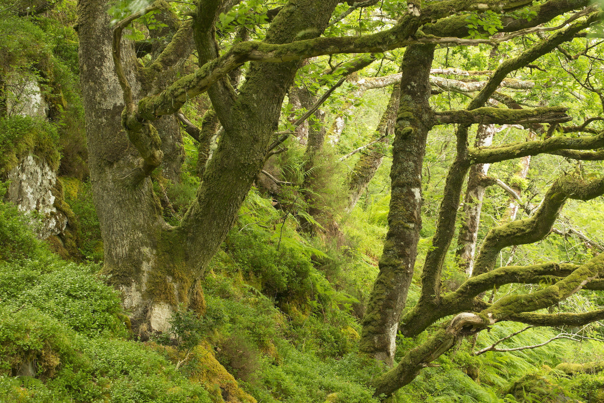 Rich Atlantic Oakwood in summer, Taynish NNR, Argyll, Scotland.