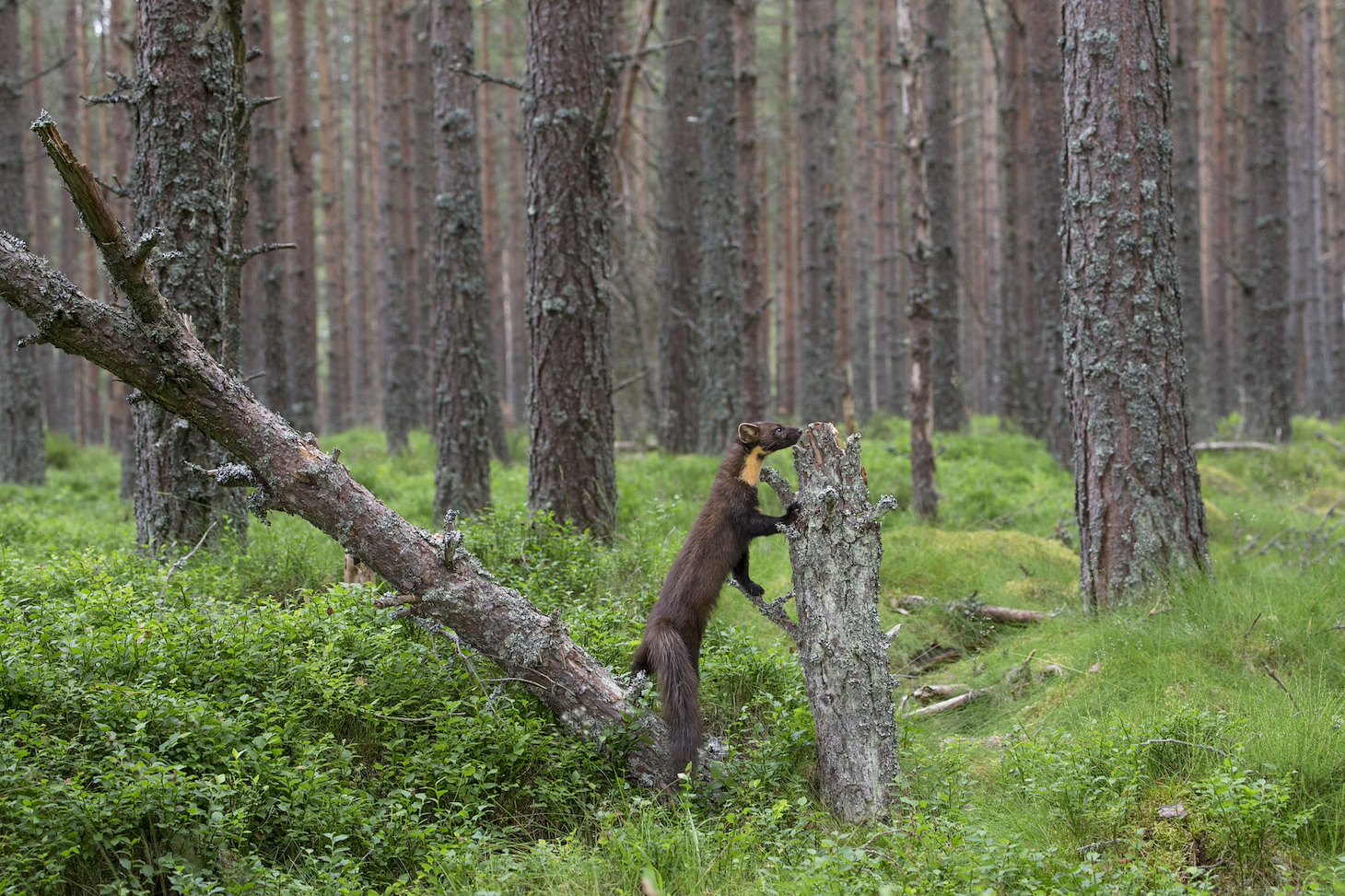 Pine marten (martes martes) foraging in woodland at dusk, Scotland.