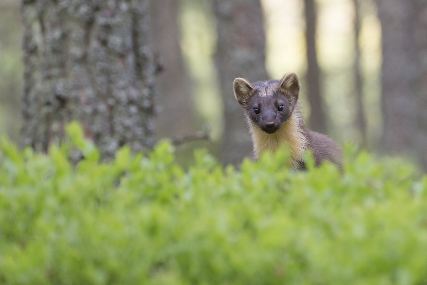 Pine marten (Martes martes) foraging in pine woodland, Glenfeshie, Scotland.