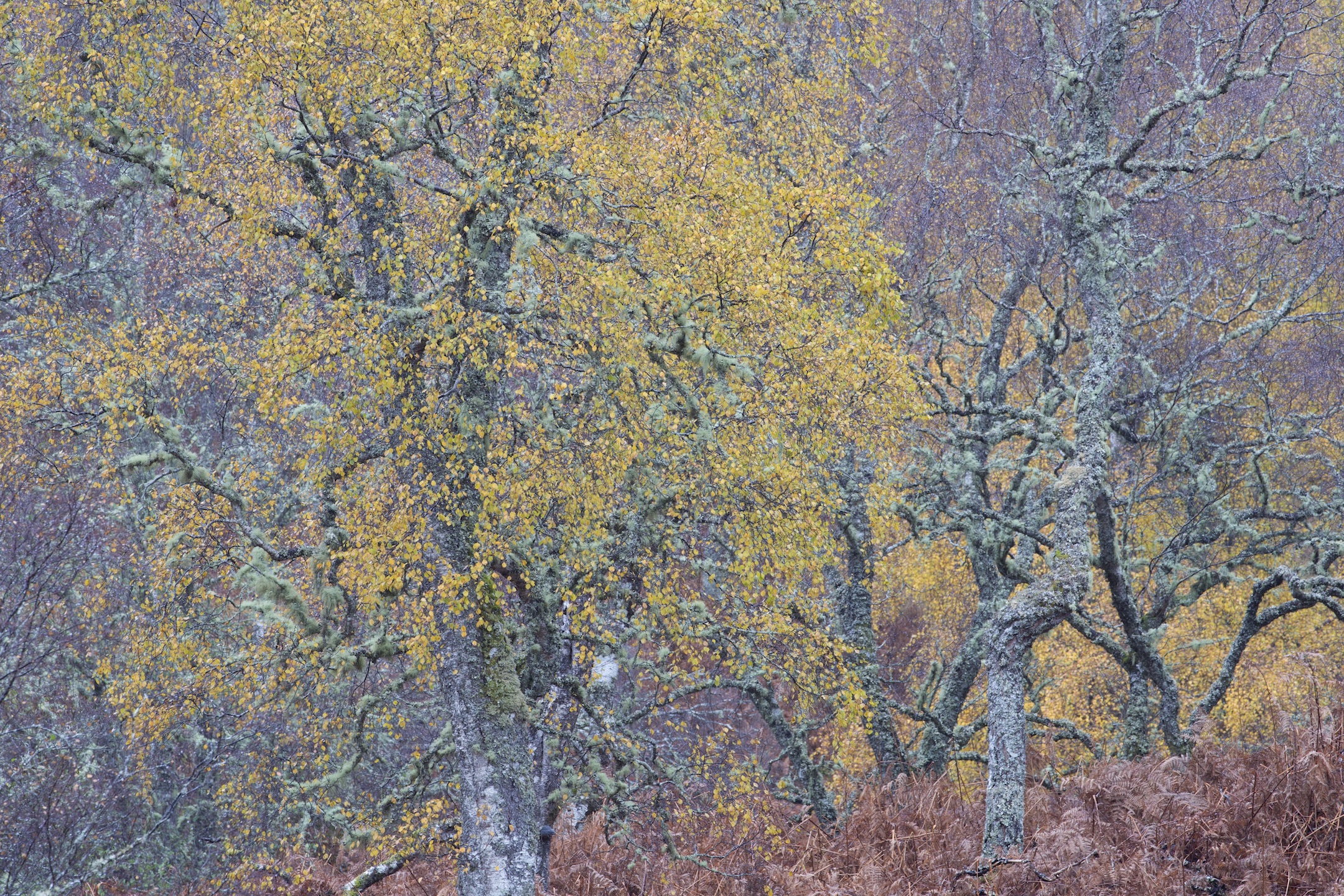 An expanding network of native woodland with abundant food and places to den is allowing martens to return to areas where they&rsquo;ve not been seen for generations.