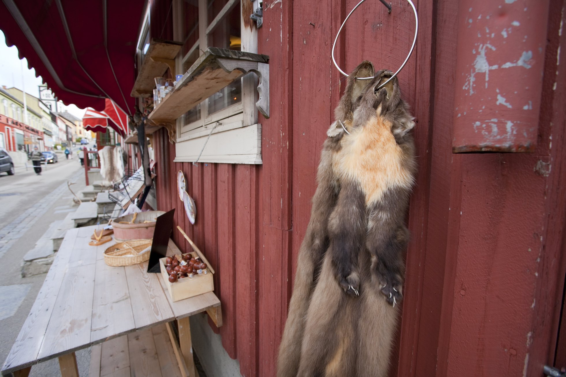 Pine marten (martes martes) furs for sale in Norwegian village of Roros, Norway.
