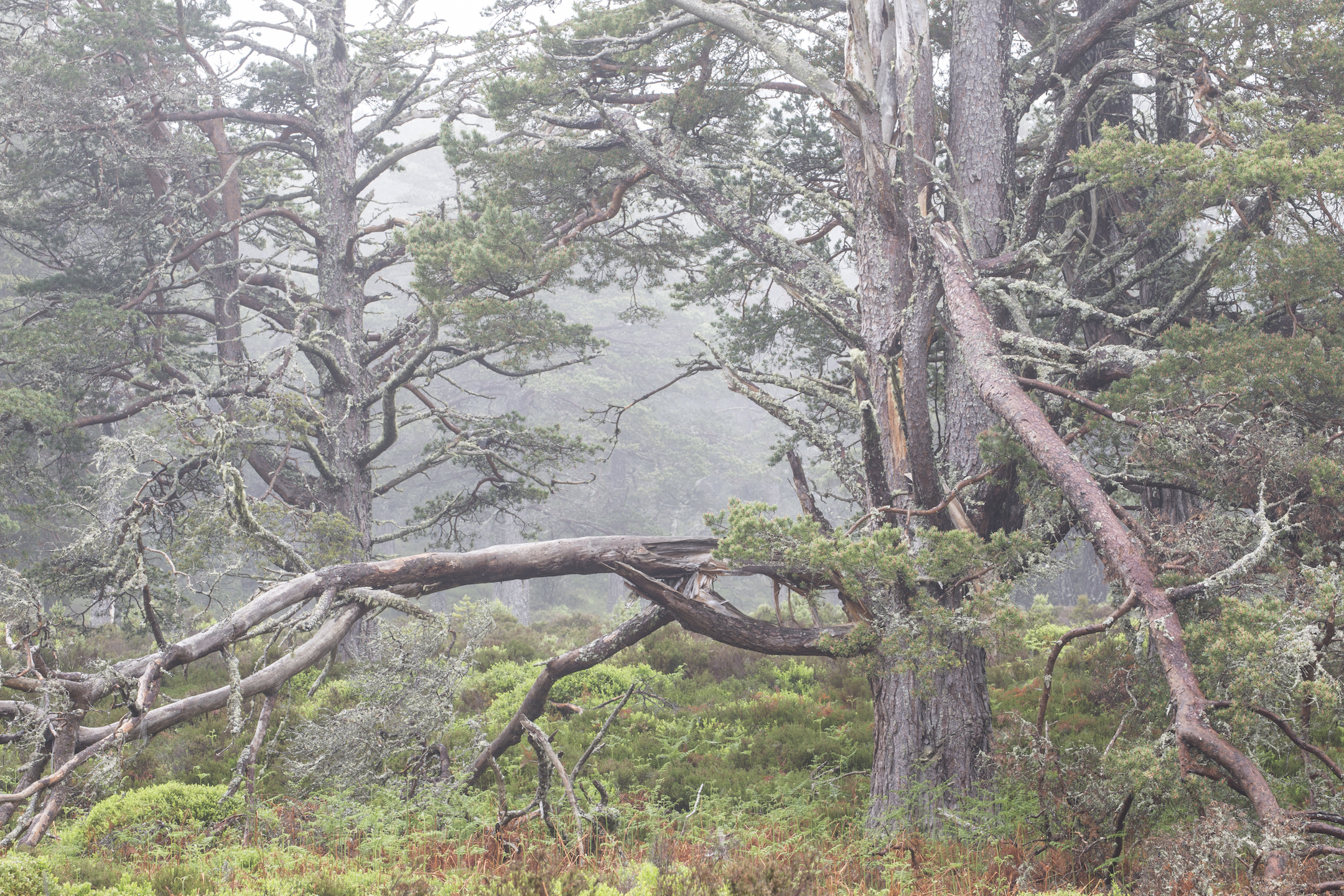 An expanding network of native woodland with abundant food and places to den is allowing martens to return to areas where they&rsquo;ve not been seen for generations.