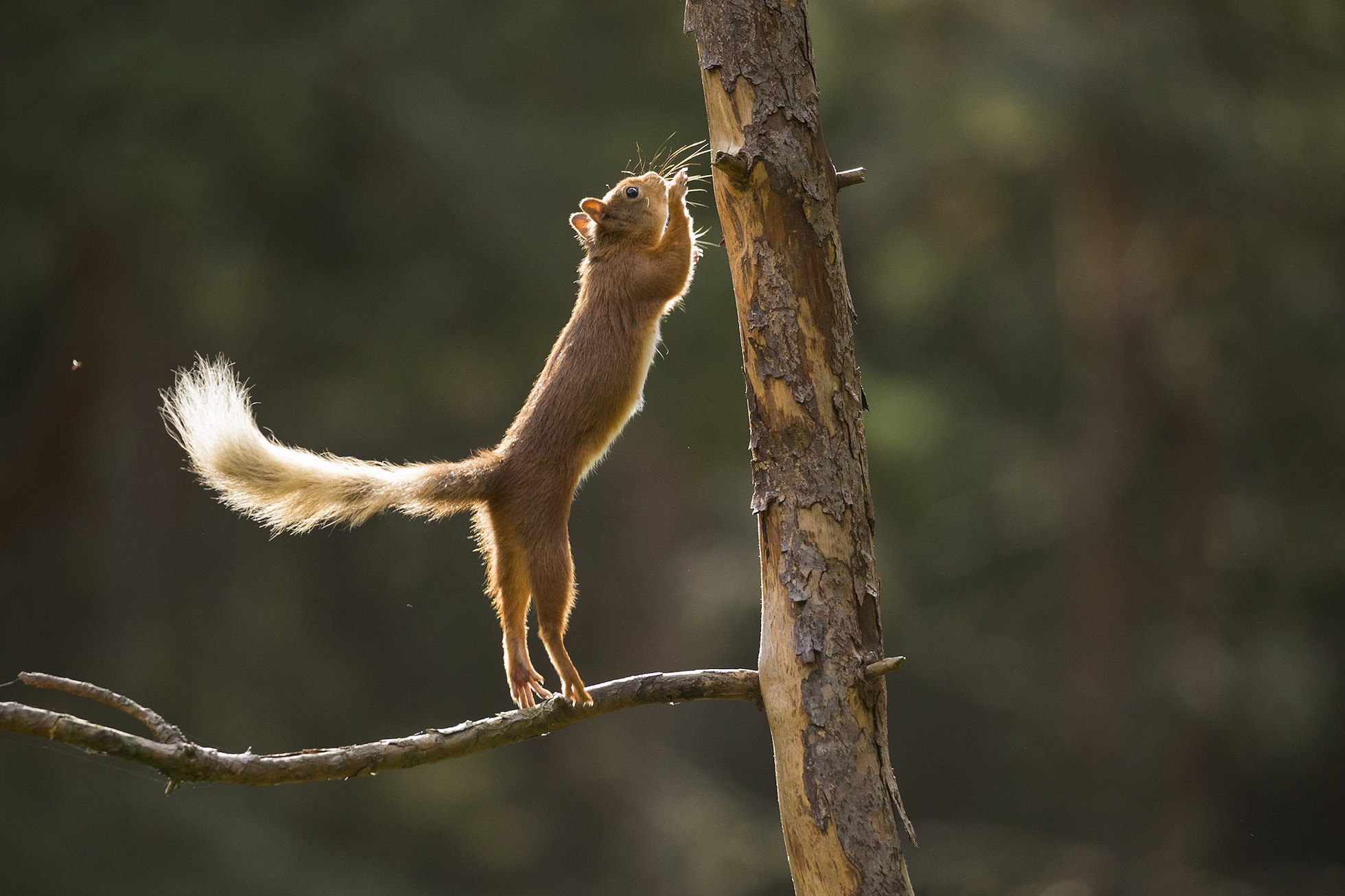 Red Squirrel (Sciurus vulgaris) leaping from pine branch