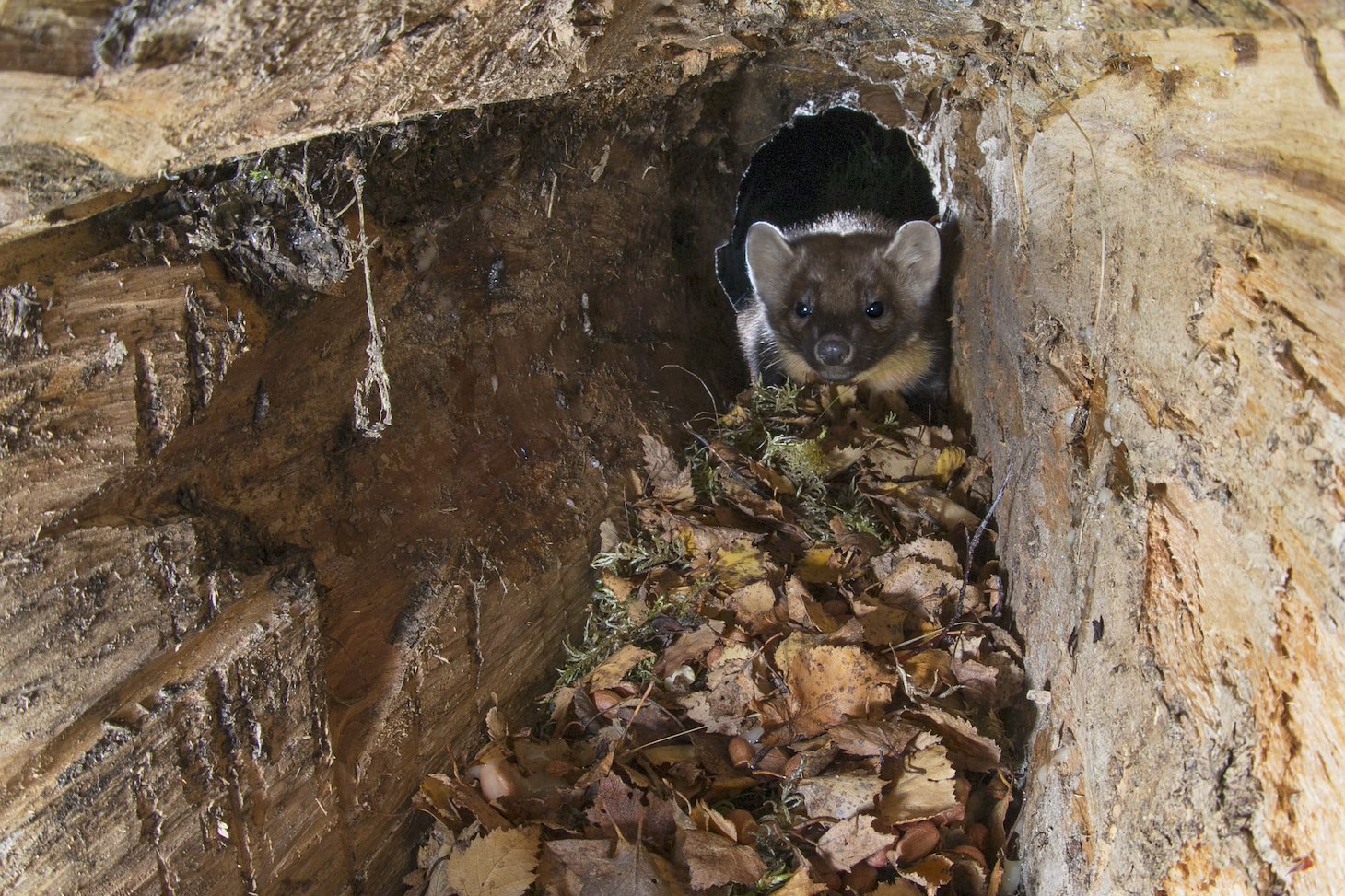 Pine marten (martes martes) foraging in old log in autumn, Scotland.