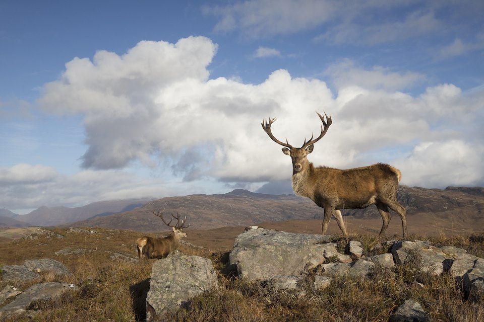 Red deer (Cervus elaphus) stags in west Highland landscape, Lochcarron, Wester Ross, Scotland Red deer (Cervus elaphus) stags in west Highland landscape, Lochcarron, Wester Ross, Scotland