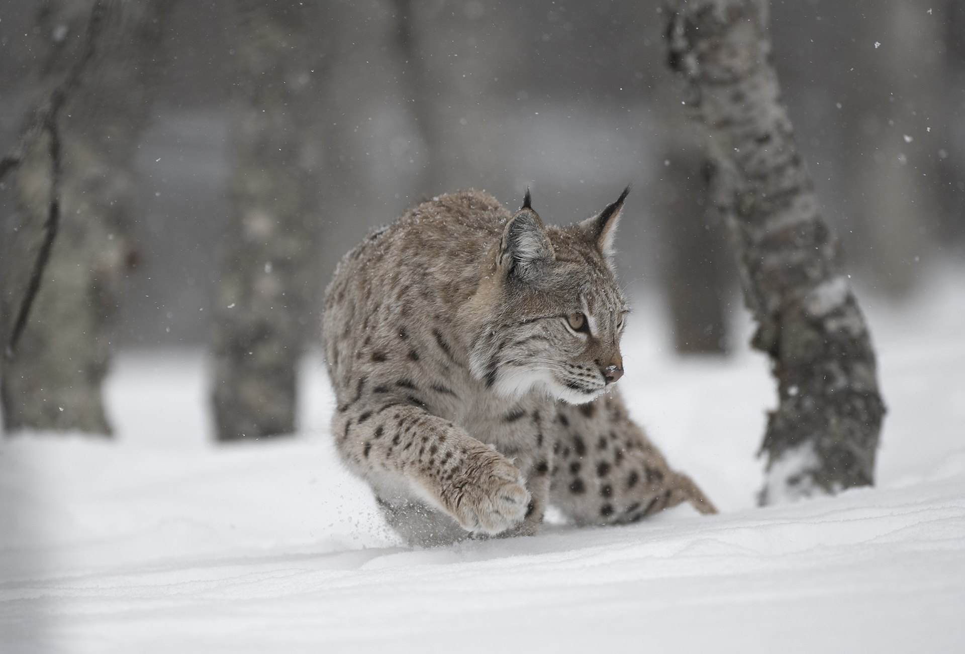 European Lynx (Lynx lynx) adult female stalking through winter birch forest, Bardu, Norway (c)