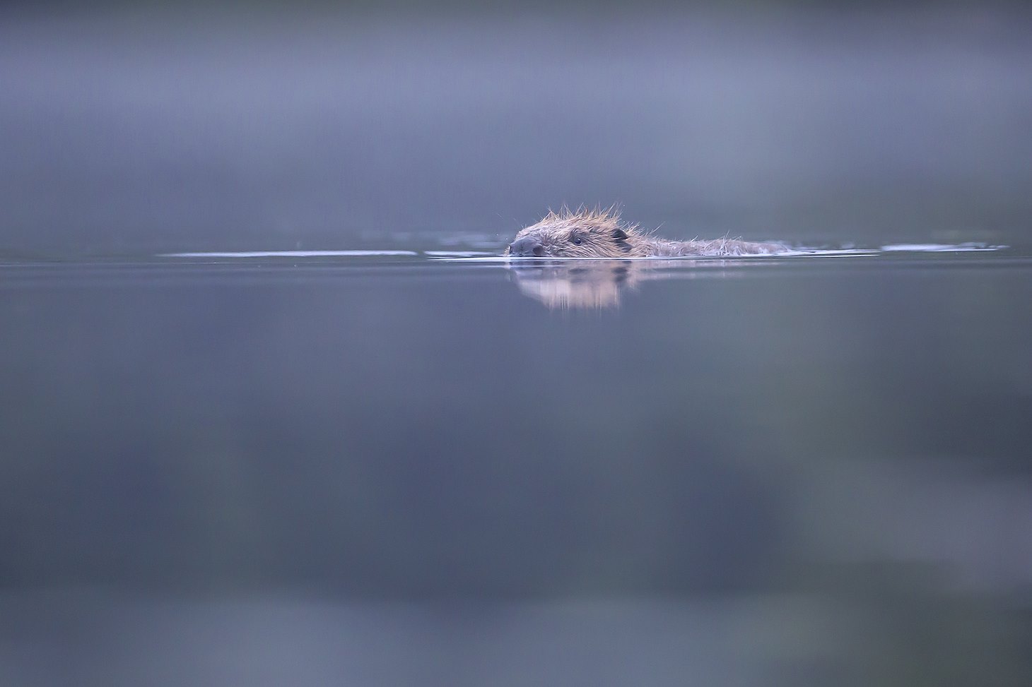 European beaver (Castor Fiber) swimming at dawn, Knapdale Forest, Argyll, Scotland.