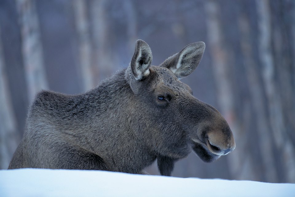 Moose (Alces alces) female/cow in winter, Norway.