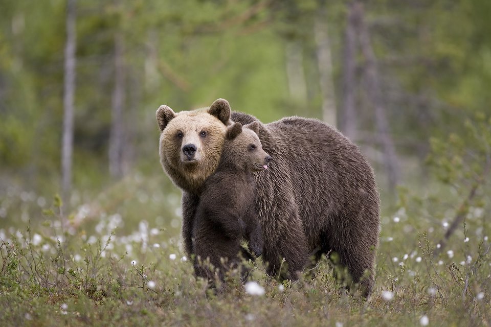 European brown bear - mother and cub in boreal forest, Finland.