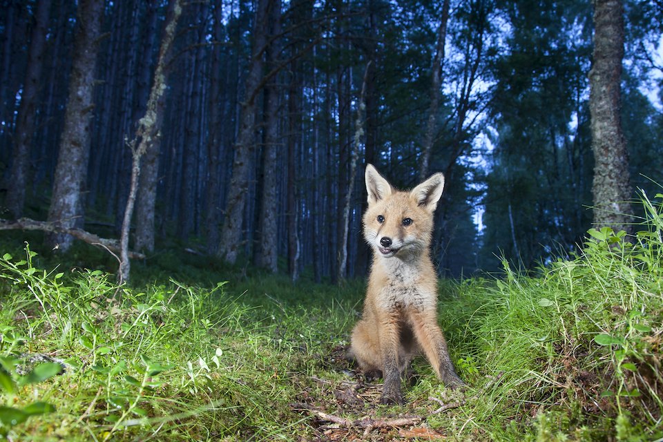 Red fox (Vulpes vulpes) cub in birch woodland at dusk, Glenfeshie, Scotland. Red fox (Vulpes vulpes) cub in birch woodland at dusk, Glenfeshie, Scotland.