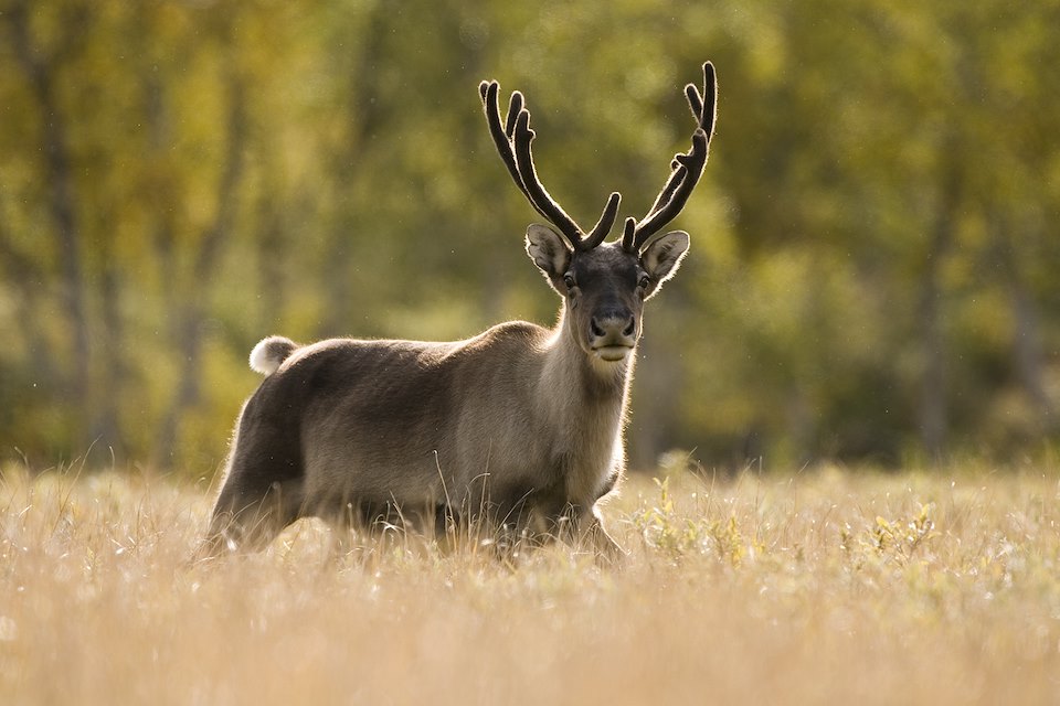 Reindeer (Rangifer tarandus),Sarek National Park, Laponia World Heritage Site, Sweden