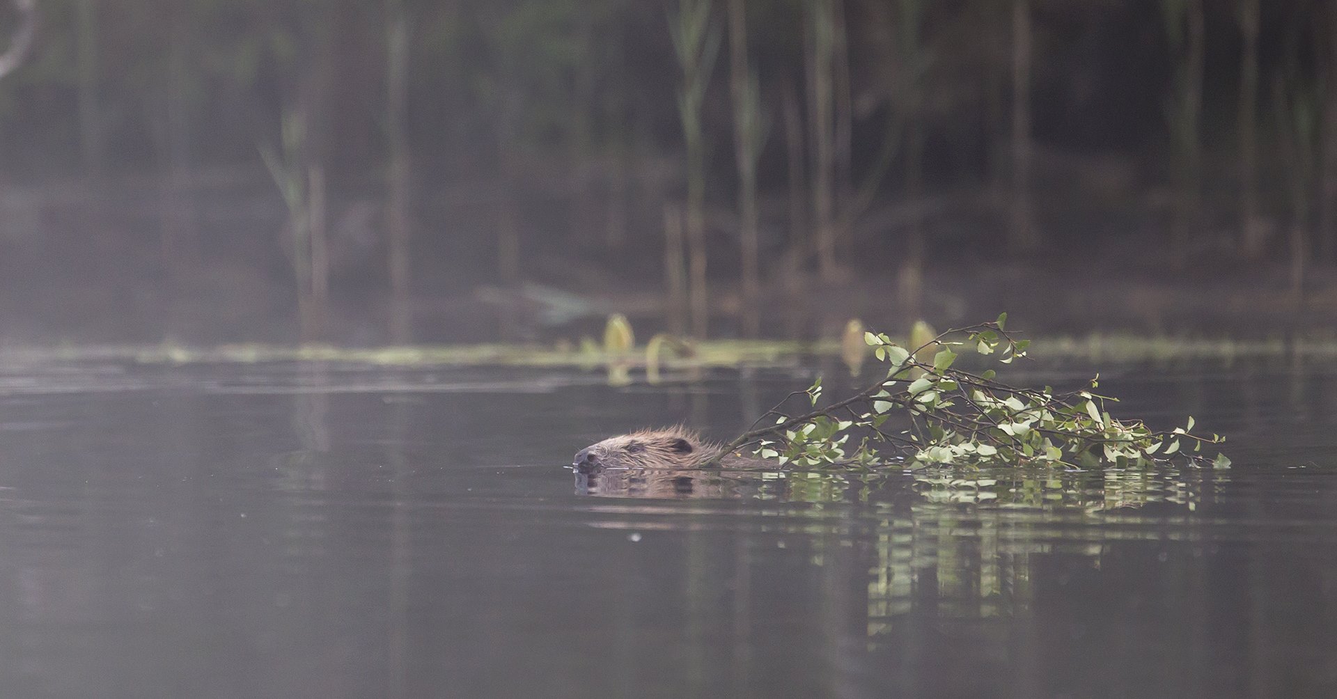 European beaver (castor fiber) swimming across forest lochan with willow branch to be used as food, Knapdale Forest, Argyll, Scotland.