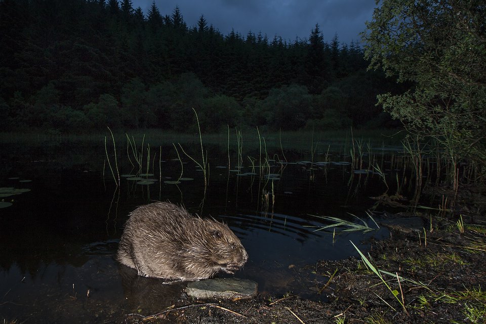 Eurasian beaver (Castor Fiber) foraging at night, Knapdale Forest, Argyll, Scotland.