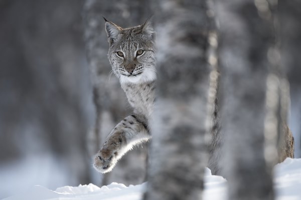 LYNX TO SCOTLAND LYNX TO SCOTLAND
