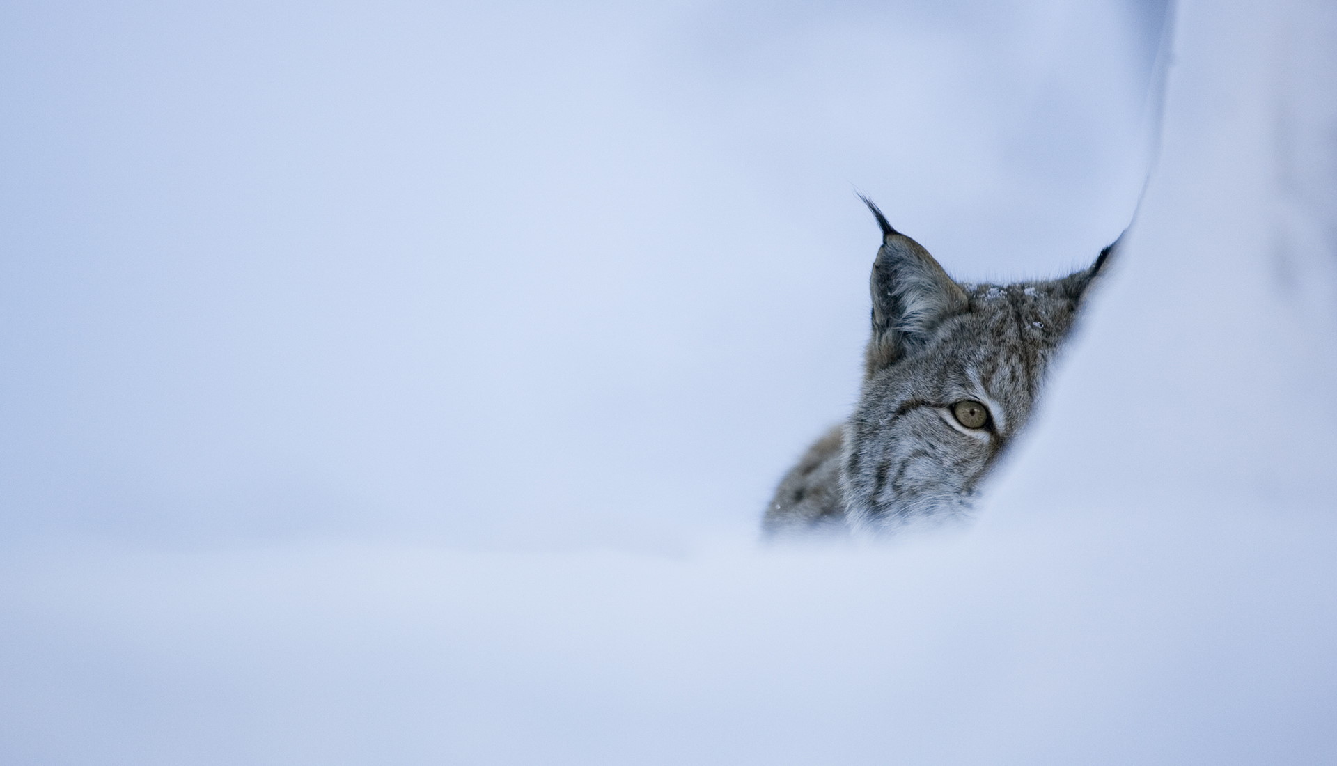 Eurasian lynx (Lynx lynx) in winter birch forest, Norway (c).