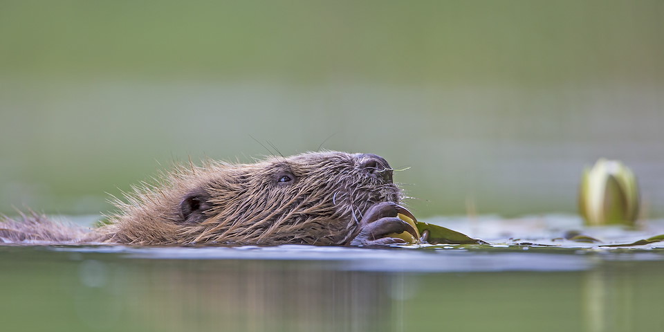 WHAT IS REWILDING? Rewilding is wetlands shaped by beavers, echoing to the calls of cranes.