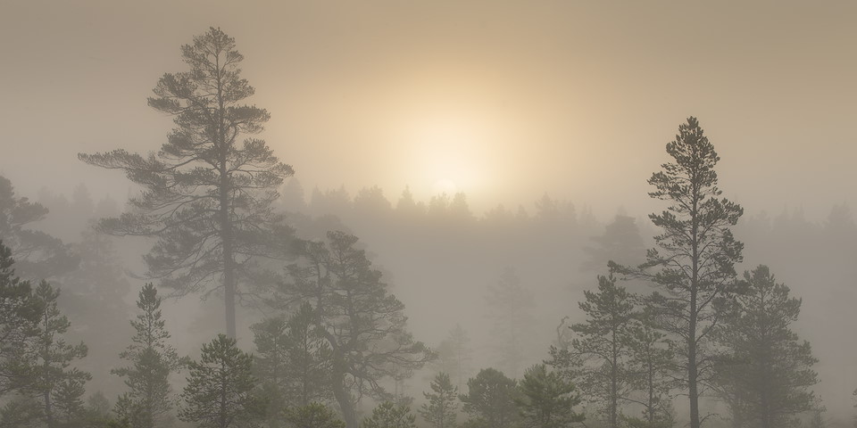 WHAT IS REWILDING? Rewilding is wild forests teeming with life.