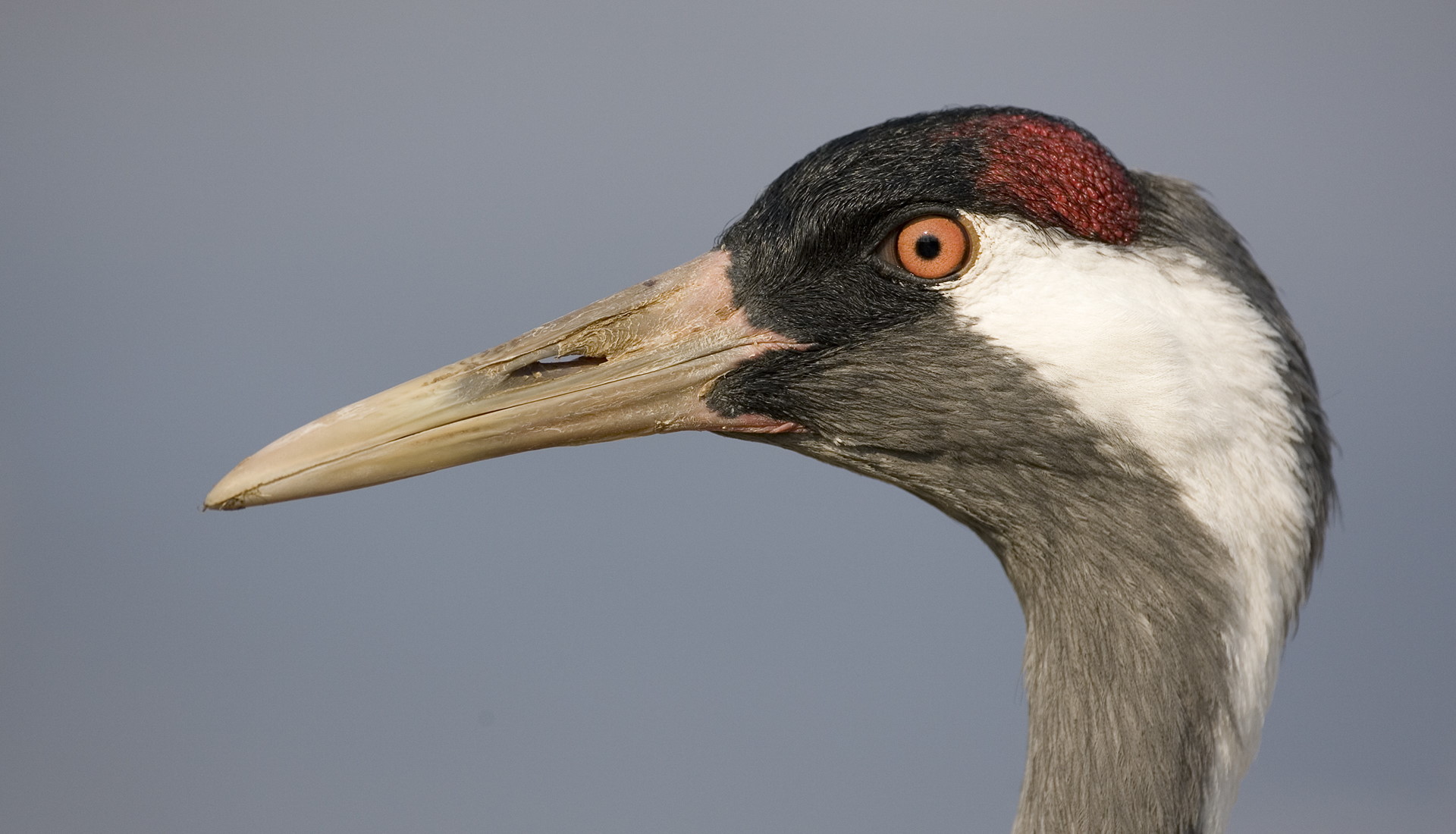 Eurasian Crane (Grus grus) portrait, Hornborga, Sweden.