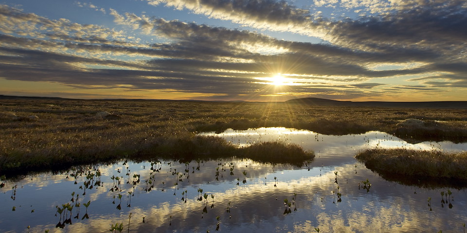 WHAT IS REWILDING? Rewilding is healthy peatlands purifying water and storing carbon.