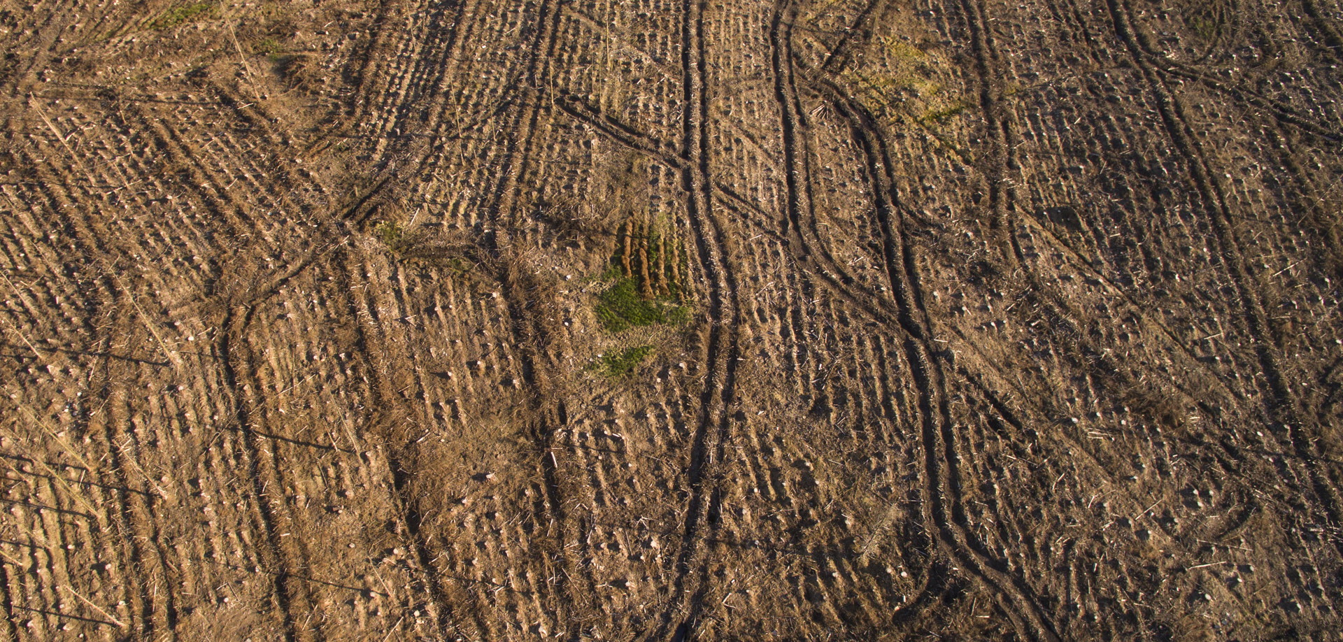 Harvested Plantation