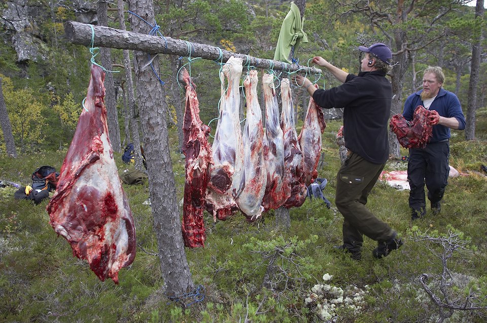 Recently shot elk is butchered in the forest and hung up awaiting collection during annual elk hunt held in September. Flatanger, Nord-Trondelag, Norway Recently shot elk is butchered in the forest and hung up awaiting collection during annual elk hunt held in September. Flatanger, Nord-Trondelag, Norway
