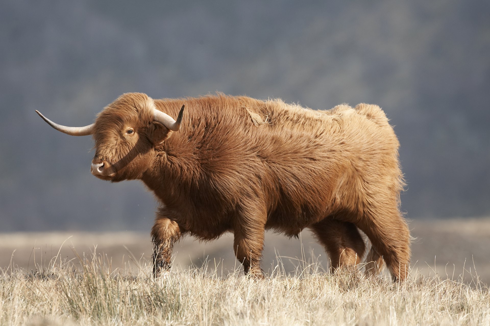 Highland Cow, Alladale, Scotland.